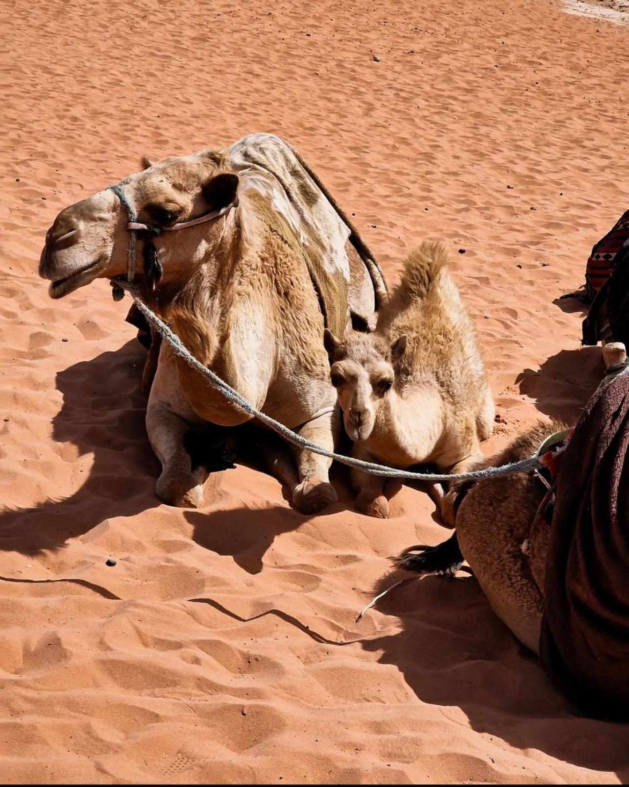 Rum Magic Luxury Camp Wadi Rum Eksteriør bilde